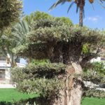 Naturaleza, variedad de plantas - Finca Doña Carmen - Finca para eventos y celebraciones